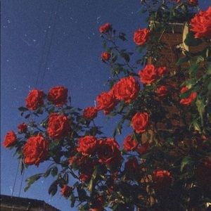 Meet your Posher, Tiana